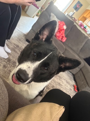 Old american akita - 1, yr