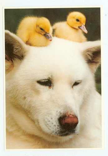 Dog white akita - dog-white,